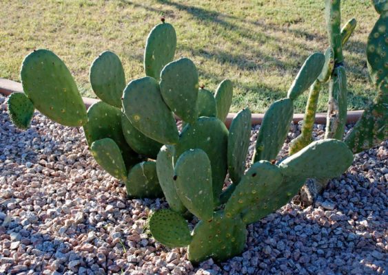 prickly pear cactus NEW